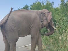 -新疆天山野生动物园