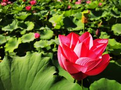 -莲花池公园