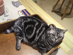 -藏猫猫咖啡主题馆(中央大道店)