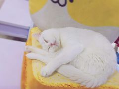 -喵的天空名猫咖啡馆·撸猫·猫舍·用品