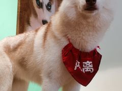 -Husky Go! 哈士奇体验馆·宠物咖啡厅狗咖