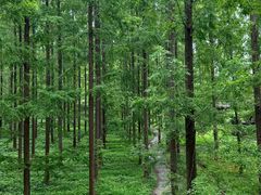 -黄海国家森林公园