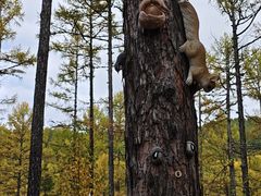 -莫尔道嘎国家森林公园