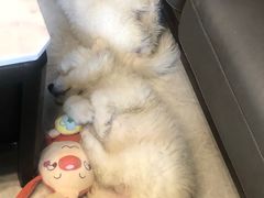 -pd派德宠物中心医院24H急重症·眼科中心·血液透析中心(嵩山北路店)