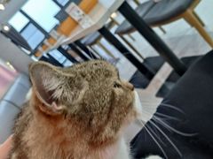 -喵园·猫主题咖啡厅·撸猫·猫咖(国贸店)