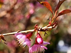 -云南师范大学(一二一西南联大校区)