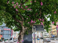 -龙大花卉苗木市场