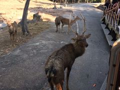 -清迈夜间动物园