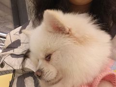 -怪兽屋·羊驼·猫咖·狗咖(俊华广场店)