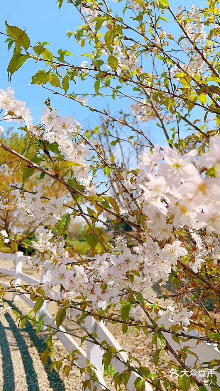 东风夜放花千树