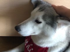 -Husky Go! 哈士奇体验馆·宠物咖啡厅狗咖