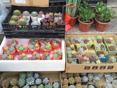 -本溪路花鸟市场(江浦路1709弄小区店)