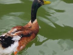 -海珠湖公园