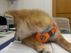 -博特宠物医院24h犬猫全科.骨科·异宠
