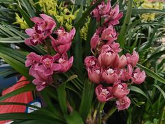 -龙大花卉苗木市场