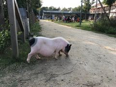 -前小桔亲子创意农场·草莓采摘·露营烧烤