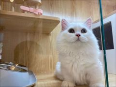 -山宅一喵德文卷毛猫舍