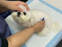 -福州肆爪动物医院