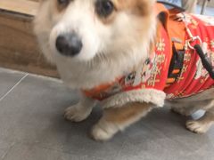 -联合动物医院(光谷诊疗中心)