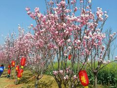 -天适樱花悠乐园