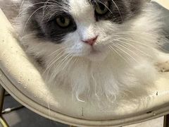 -飞行喵MR PILOT|猫舍·猫咖(静安大融城店)