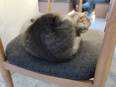 -喵园·猫主题咖啡厅·撸猫·猫咖(国贸店)