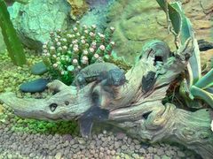 -上海大自然野生昆虫馆(东方明珠·爬宠昆虫探索中心)