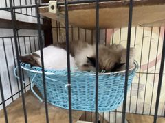 -四月宠物医院·猫专科·心脏专科·内科(转塘店)