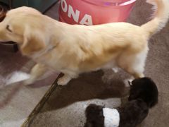 -百好乐宠物友好餐厅(朝外大街店)