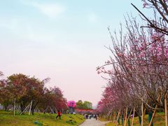 -天适樱花悠乐园
