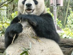 -都江堰中华大熊猫苑