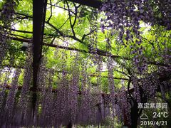 -嘉定紫藤园