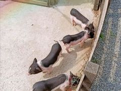 -前小桔亲子创意农场·草莓采摘·露营烧烤