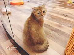 -袖虎·猫馆(体育西路店)
