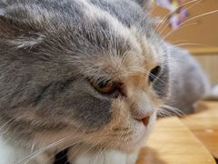 -藦茜花园宠物主题亲子互动体验馆(国顺东路店)