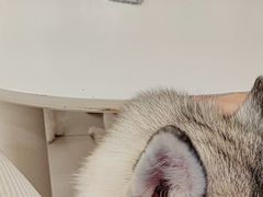 -怪兽屋·羊驼·猫咖·狗咖(俊华广场店)