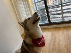 -Husky Go! 哈士奇体验馆·宠物咖啡厅狗咖
