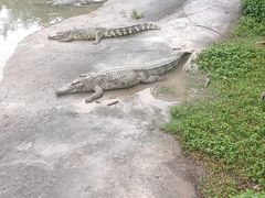 -广州长隆飞鸟乐园