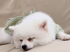 -怪兽屋·羊驼·猫咖·狗咖(俊华广场店)
