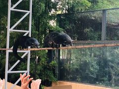 -清迈夜间动物园