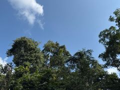 -西双版纳原始森林公园