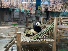 -栾川竹海野生动物园