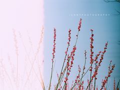 -香雪海