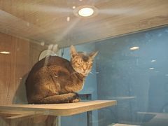 -BABIT巴比特宠物(MOMOPARK店)