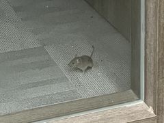 -世界贸易大厦
