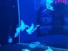 -梦幻海洋王国(吾悦广场张家港店)