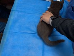 -宠福鑫动物医院(望京分院)