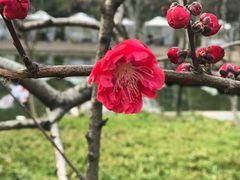 -静安公园(静安寺街道)
