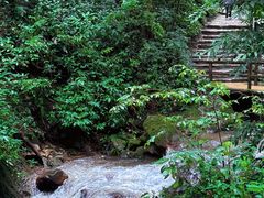 -莫里热带雨林景区