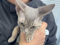 -心仪动物医院·牙专科·肿瘤·心脏科(西客站院)